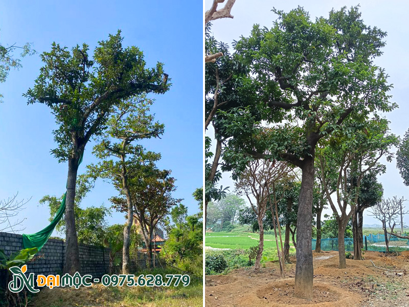 Vanh gốc gần 100cm, chiều cao khoảng 6 - 7m