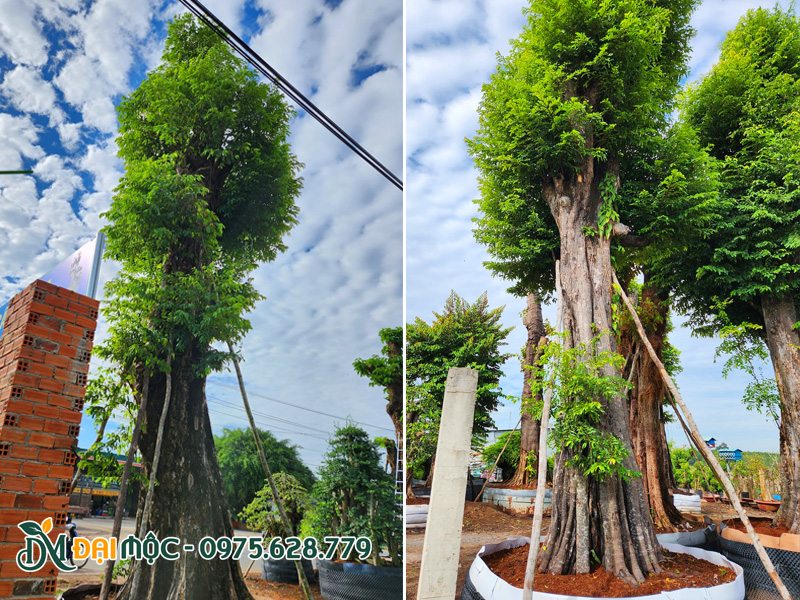 Hình ảnh thực tế cây thị đại thụ chiều cao hơn 5m, vanh gốc từ 250cm trở lên