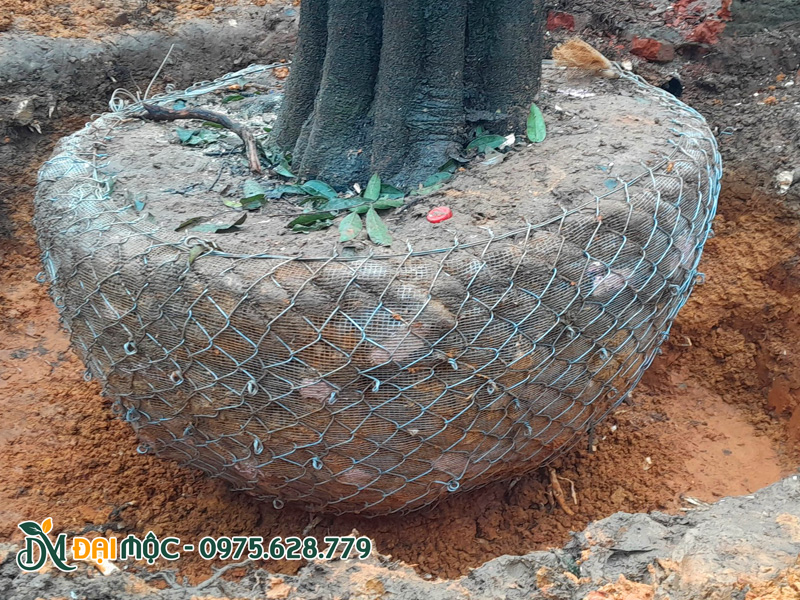 Bầu đất đường kính hơn 1m, được bọc chắc chắn bằng lưới thép B40
