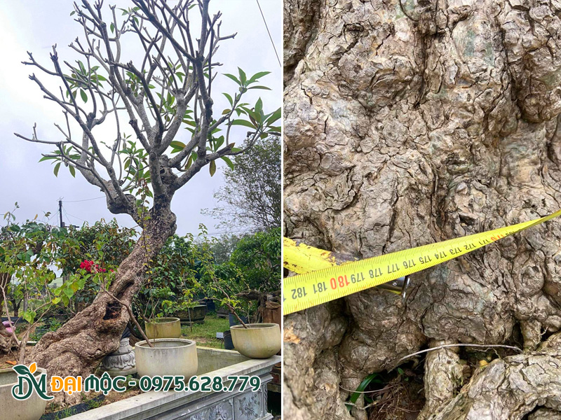 Cây hoa đại cổ thụ vanh gốc 180cm đang dưỡng tại vườn Đại Mộc