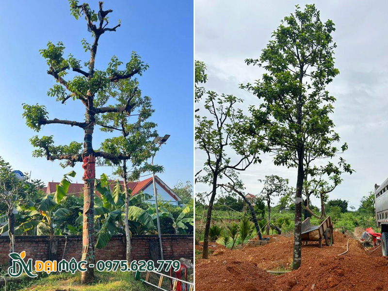 Chay cổ thụ mới trồng, thân được cuốn bao tải để giữ ẩm, chống cháy vỏ
