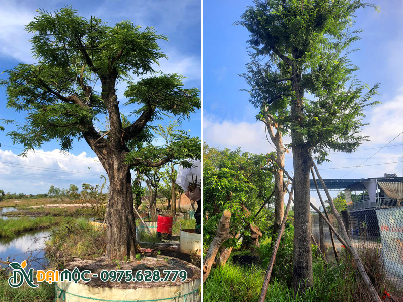 Cây me cổ thụ đã trồng 6 - 9 tháng, tán lá đã bắt đầu xanh tốt