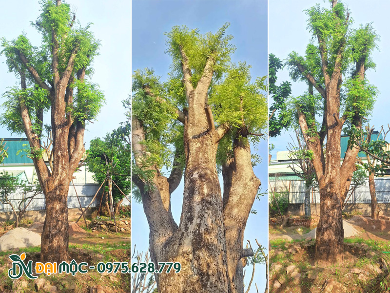 Gốc me chua cổ thụ cao hơn 6m đã dâm ủ kỹ, lá non đang đâm chồi