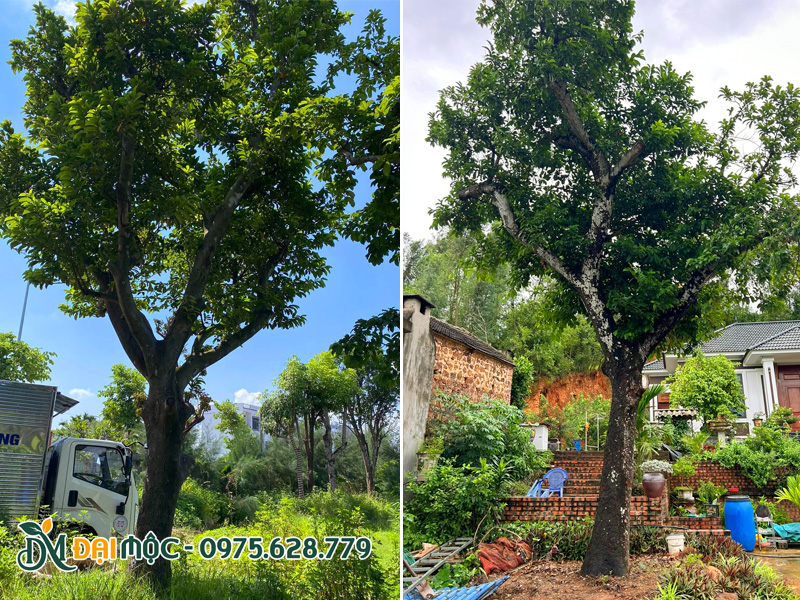 Những gốc chay hàng chục năm tuổi, cỏ cây có màu nâu đen cổ kính