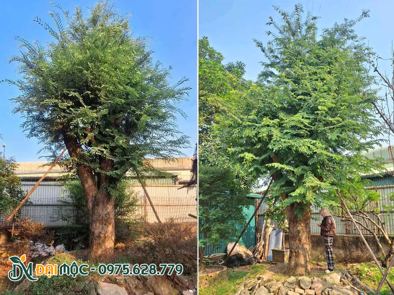 Hình ảnh hai gốc cây me cổ thụ đã dâm ủ thời gian dài ở Hà Nội