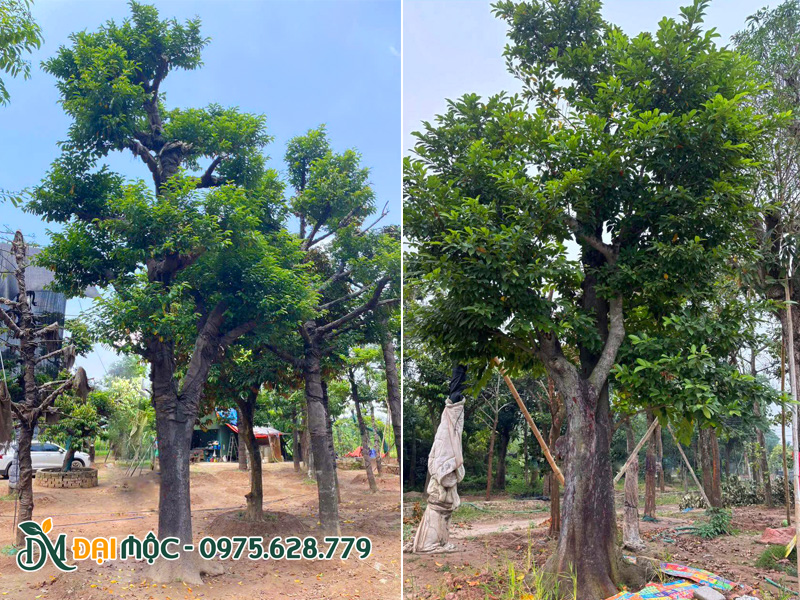 Những gốc cổ thụ độc bản, đường kính gốc trên 40cm