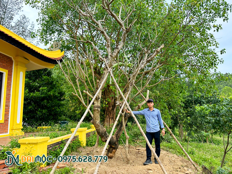 Cây đại cổ thụ trồng lăng mộ mới thi công trồng và chống cọc xong