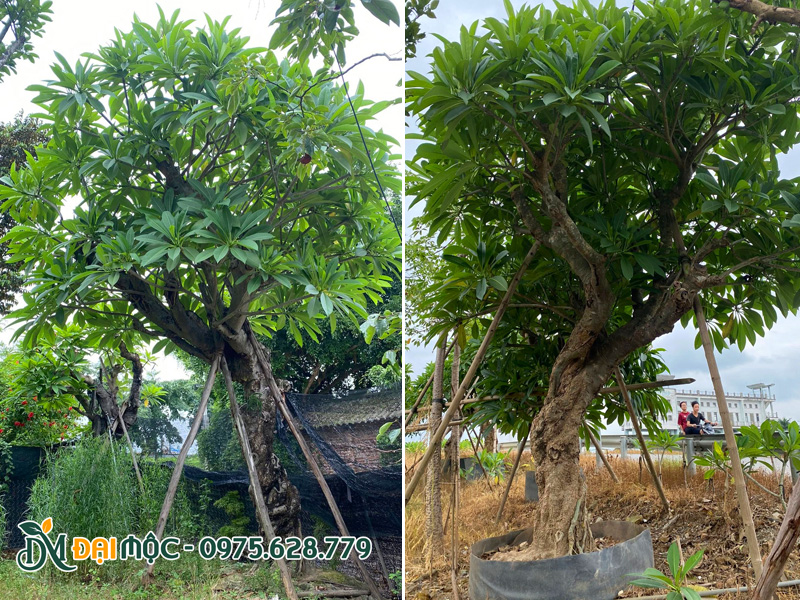 Cây hoa đại cổ thụ đã dâm ủ kỹ, khung tán ổn định, lá xanh tốt tự nhiên