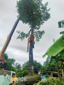Cầy cẩu đang nâng cây thị cổ thụ lên thùng xe