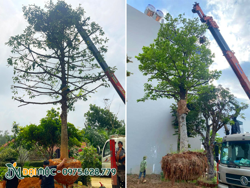 Cần cẩu và thợ trồng đang điều hướng đưa cây vào hố