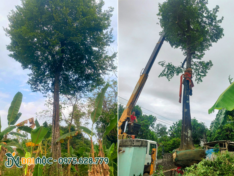 Các kỹ sư Đại Mộc tiến hành cẩu hạ cây thị cổ thụ đường kính gốc 35 - 40cm