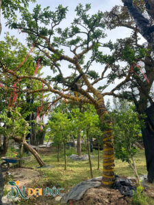Cây dáng bonsai đẹp, tay cành khẳng khiu, độc đáo
