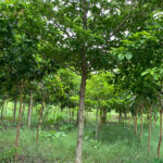 Chay đỏ công trình tuyển chọn