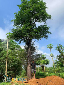 Cây đại thụ cao hơn 8m, đường kính gốc trên 40cm