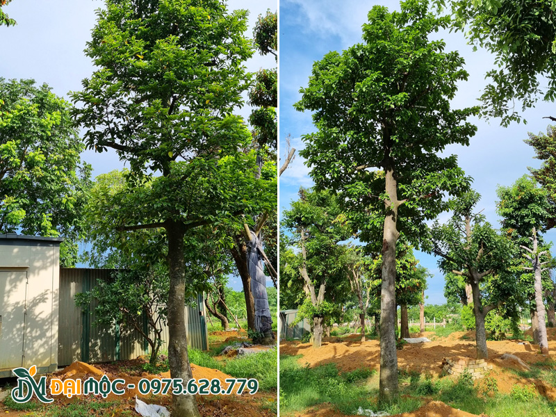 Chiều cao 6 - 7m, thoát thân thẳng tắp, tay cành phân tán đều đẹp