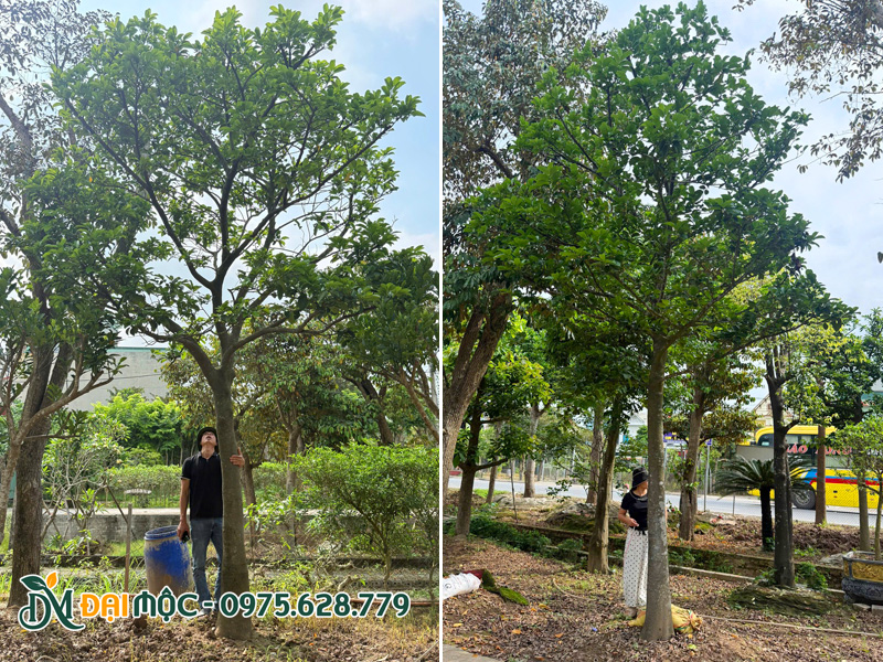 Những gốc chay ruột đỏ cổ thụ cao 6 - 8m