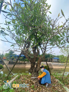 Gốc đại cổ thụ vanh gốc trên 160cm