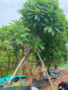 Hàng cây hoa đại cổ thụ đang dưỡng ủ tại vườn Cây Đại Mộc ở Hưng Yên