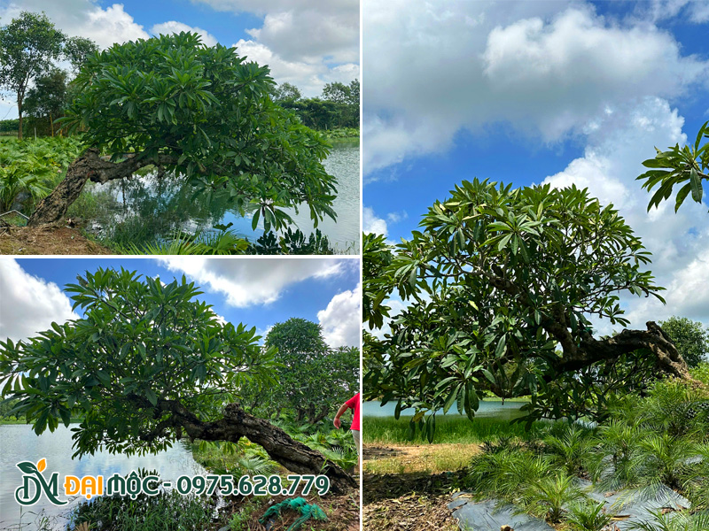 Hai đại cổ thụ dáng bàn trà siêu đẹp