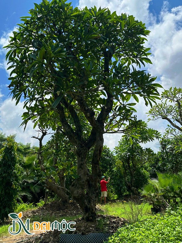 Cây Hoa Đại Cổ Thụ (Hoa Đỏ – Trắng – Vàng)