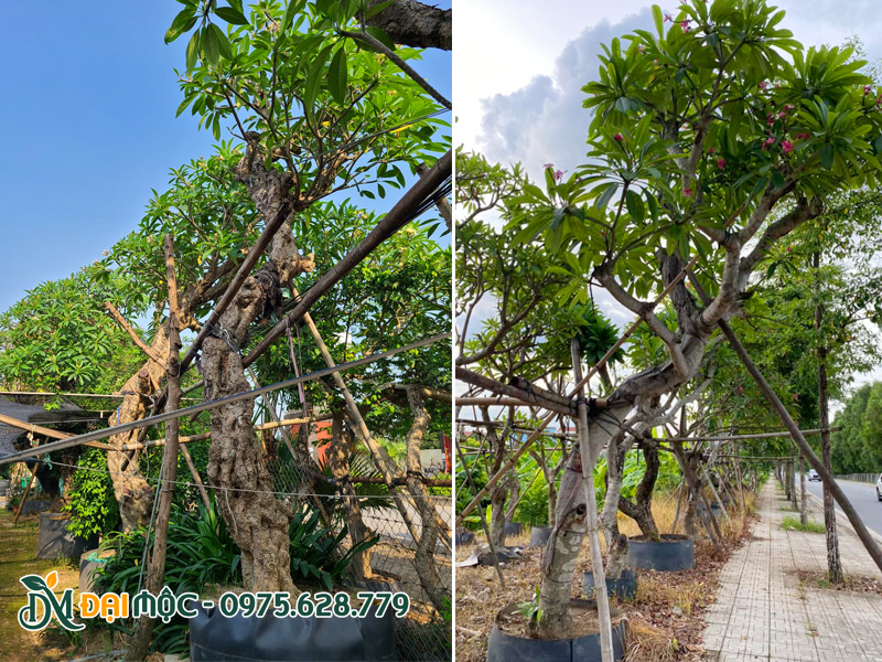 Vườn dưỡng đại hoa vàng và hoa đỏ tại miền Bắc