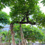 Hoa Đại cổ thụ dáng bàn trà độc dáo