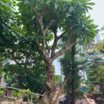 Cây đại cổ thụ 30 năm tuổi