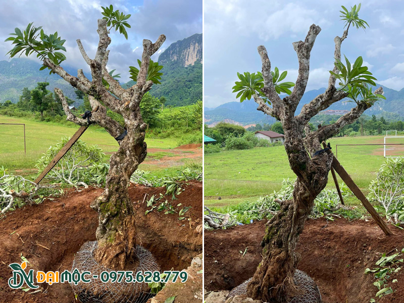 Cây bứng bầu nóng, tay cành đã được cắt tỉa cẩn thận