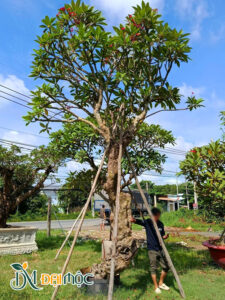 Cây đại hoa màu đỏ nhung, gốc lớn, chiều cao hơn 5m