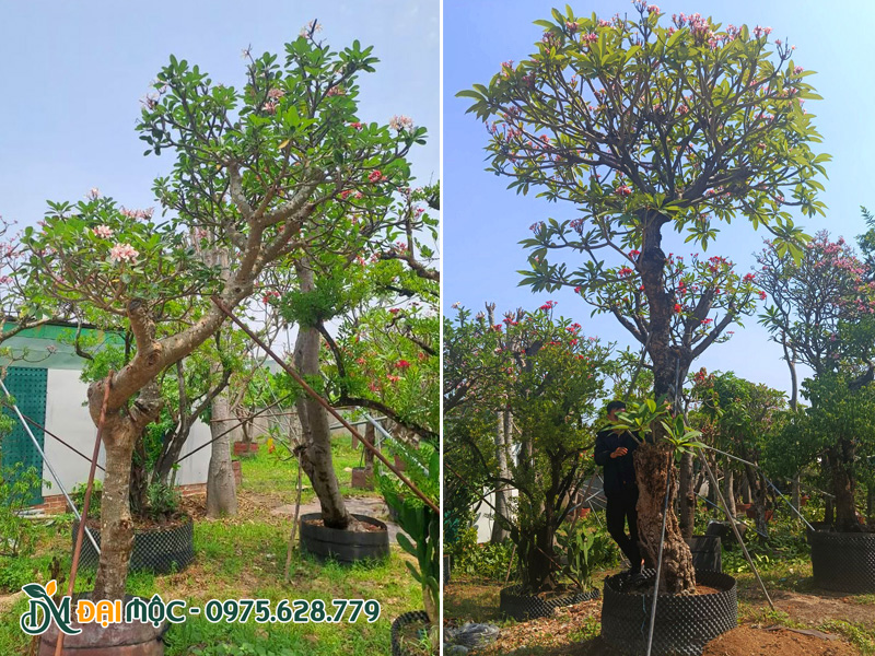 Vườn dưỡng ủ cây hoa đại hồng, đại đỏ cổ thụ tại Đồng Nai