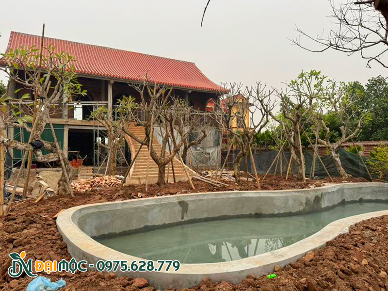 Trồng cây sứ đại cổ thụ trước nhà thờ họ, có đủ các màu hoa vàng, hồng, trắng