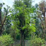 Me chua cổ thụ vanh 200cm
