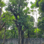 Cây me cổ thụ tinh tuyển kỹ, 30 - 60 năm tuổi