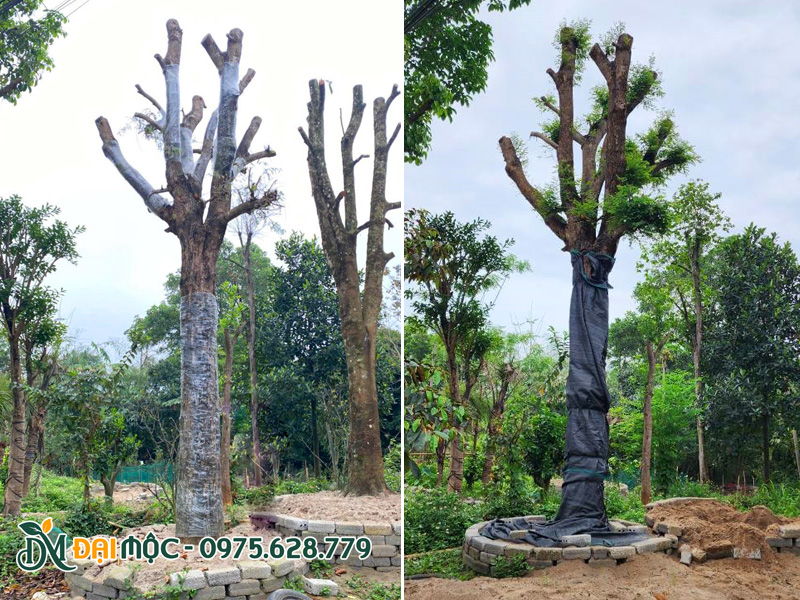 Cây me cổ thụ đẹp đã dưỡng ủ thành công, đang ra nhiều chồi lá non