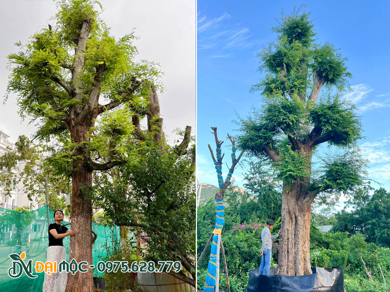 Khách đến tận vườn chiêm ngưỡng và đo đạc kích thước thực tế