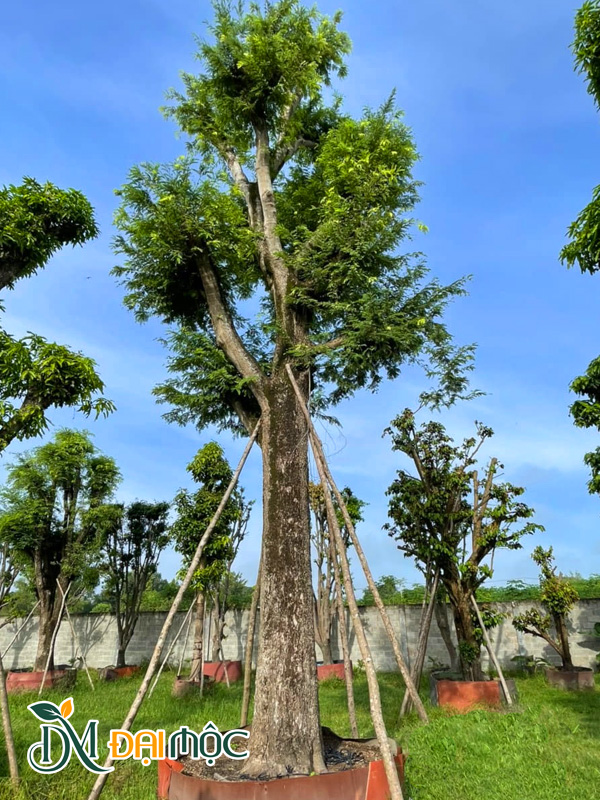 Cây Me Cổ Thụ
