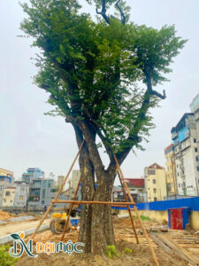 Cây thị cổ thụ mới trồng đã chống cọc gỗ chắc chắn