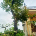 Thị cổ thụ dáng đẹp