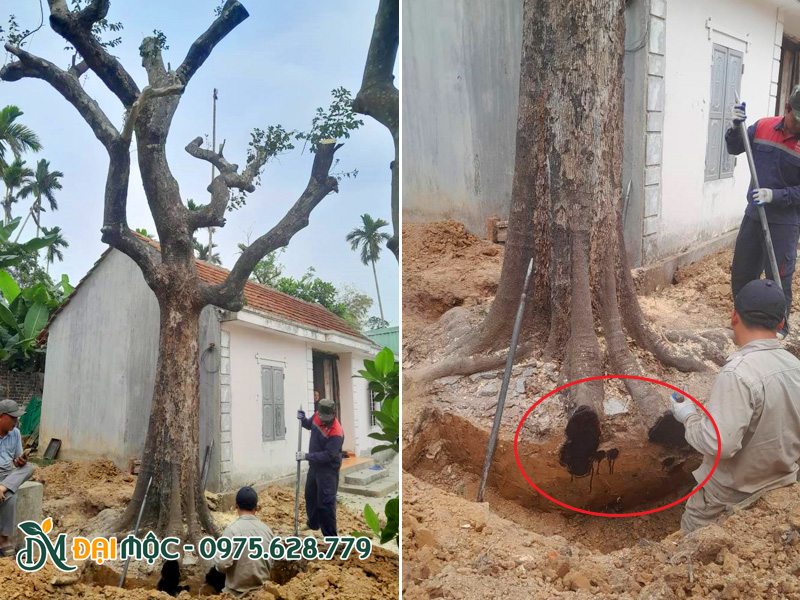 Công nhân tiến hành bứng bầu, cắt rễ cây thị cổ thụ để đem về bãi dưỡng ủ trước khi giao cho khách