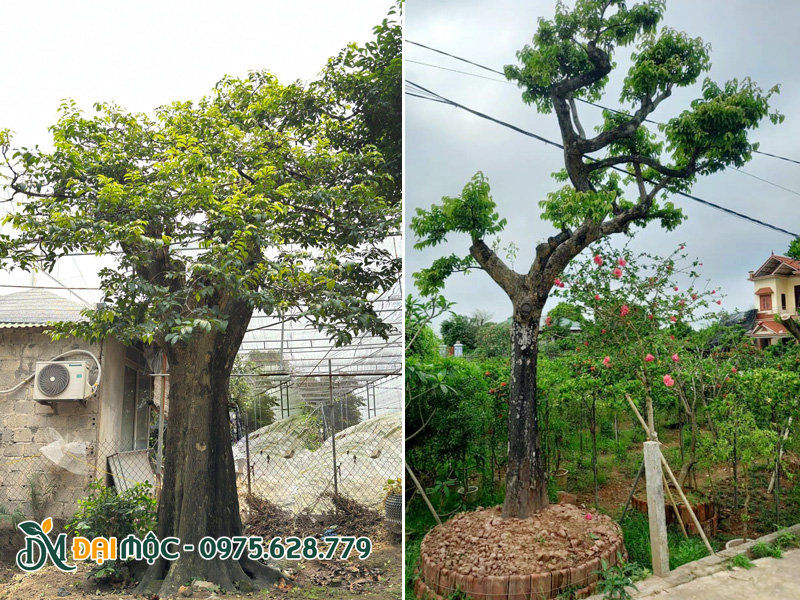 Những cây thị thơm bonsai dáng đẹp tại vườn Cây Xanh Đại Mộc