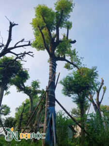 Cây thị cổ thụ cao hơn 6m, thoát thân gần 4m