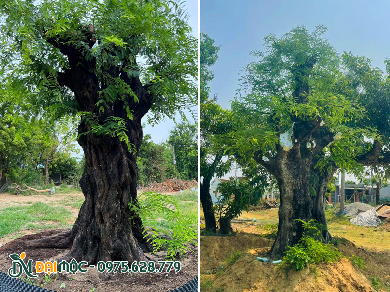 Chọn gốc cây me cổ thụ có chiều cao vừa phải để trồng sân vườn biệt thự