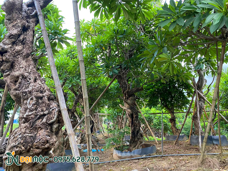 Vườn cây hoa đại cổ thụ đang dưỡng trong bầu nổi, tán lá xanh tốt, dáng đẹp và độc đáo