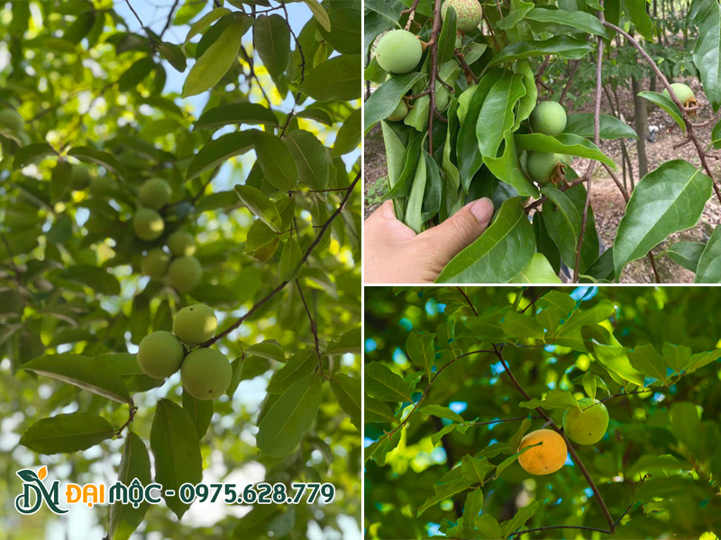 Quả thị thơm mọc sai chi chít trên cành