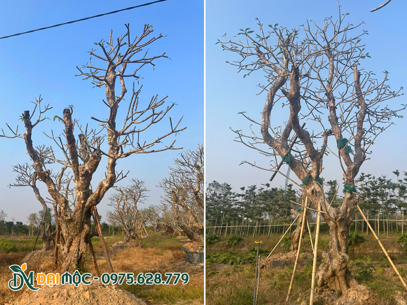 Vườn dưỡng hàng trăm gốc cây đại cổ thụ cao 5 - 8m, đường kính gốc 40 - 50cm