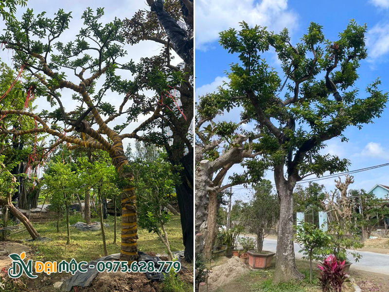 Bãi dưỡng ủ cây chay ruột đỏ cổ thụ dáng đẹp tại Hà Nội