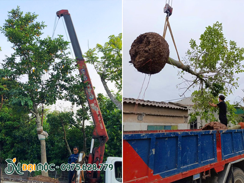 Cần cẩu đang nâng cây chay cổ thụ lên thùng xe tải
