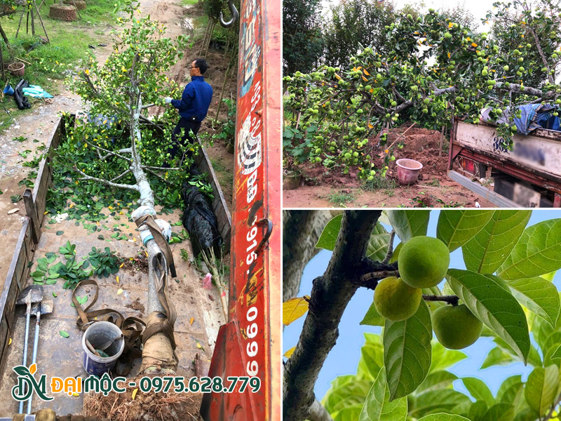 Công nhân Đại Mộc đang xếp một cây chay cổ thụ sẵn quả lên thùng xe cẩu tự hành