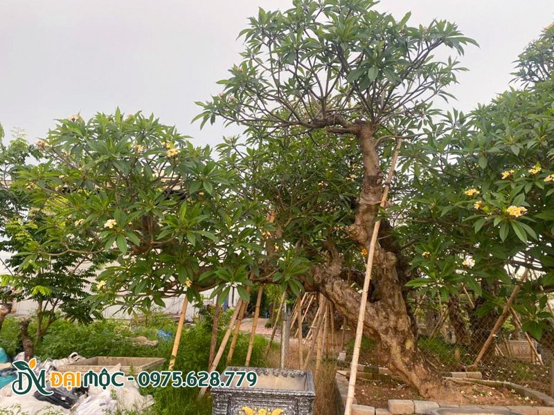 Gốc hoa đại vàng cổ thụ dáng bay độc nhất vô nhị