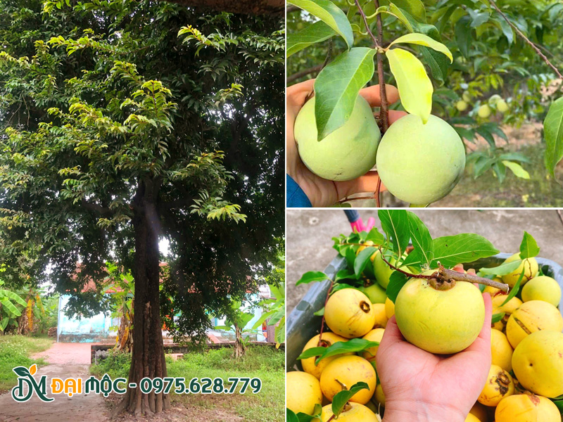 Cây thị thơm hàng chục năm tuổi trồng trong sân vườn nhà dân